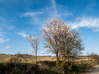 Almendros en flor, paisaje, nubes, cielo azul, camino, horizonte, punto de fuga, primavera, floración