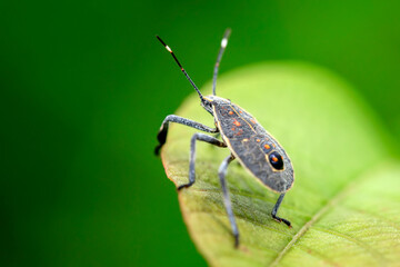Dolycoris baccarum Linnaeus,  sloe bug