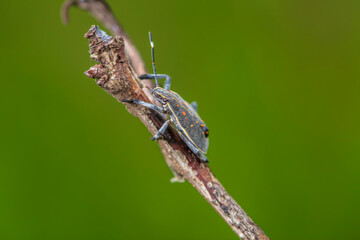 Dolycoris baccarum Linnaeus,  sloe bug