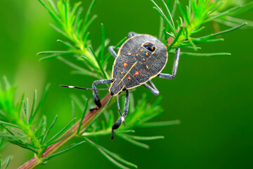 Dolycoris baccarum Linnaeus,  sloe bug