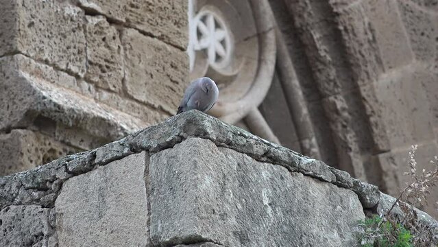 Pigeon resting and washing itself in front of famous Lala Mustafa mosque, a former church in Famagusta, Northern Cyprus
