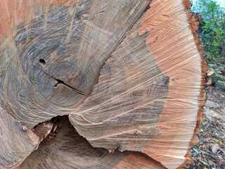 trunk of a cut tree with rings