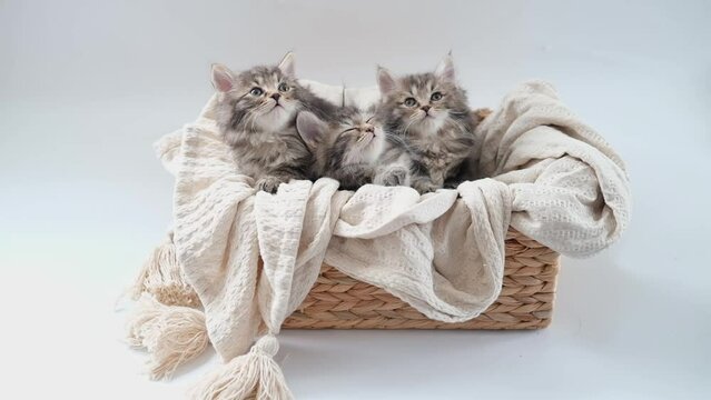three cute fluffy striped little kittens are sitting in a basket with a plaid looking around. cats look from side to side. concept of cute funny pets. kurilian bobtail cat.