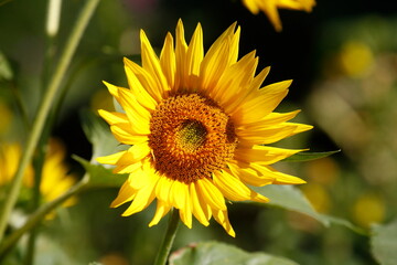 Sonnenblume, Blume, Blüte, Deutschland