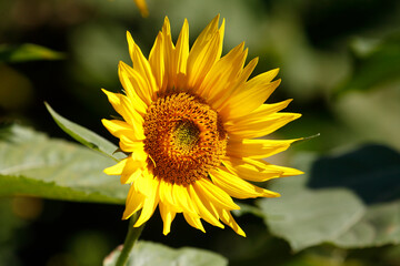 Sonnenblume, Blume, Blüte, Deutschland