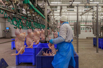Operator of processing line at chicken farm. © Елена Бионышева-Абра