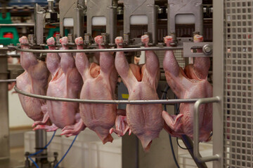 Modern processing line at big chicken farm.
