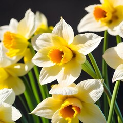 Fototapeta premium Photorealistic close up image of daffodils