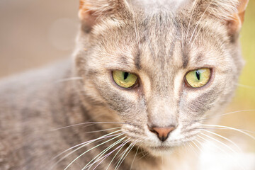selective focus on a grey cats eyes 