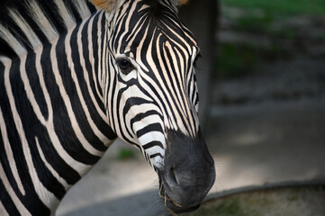 Fototapeta na wymiar zebra in the zoo of thailand asia