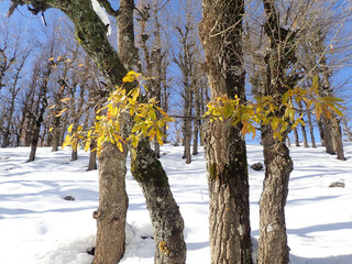 Winter and cold Algeria in North Africa, Winter snow mountain cabin panorama. Winter mountain snow...