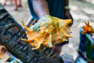 Take a piece of the Zanzibar, Tanzania beach home with you by purchasing one of the many seashells...