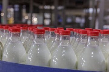 Bottling line in a milk factory.