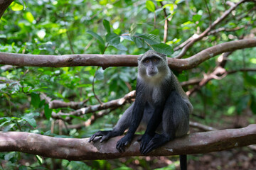 Experience the Wonders of Zanzibar, Tanzania's Wildlife: The Red Colobus Monkey
Zanzibar, Tanzania is a treasure trove of wildlife, and the Red Colobus Monkey is one of its most fascinating and unique