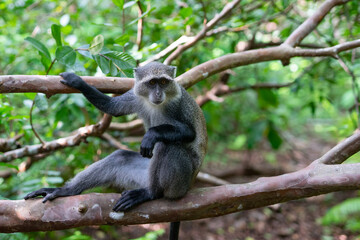 Experience the Wonders of Zanzibar, Tanzania's Wildlife: The Red Colobus Monkey
Zanzibar, Tanzania is a treasure trove of wildlife, and the Red Colobus Monkey is one of its most fascinating and unique