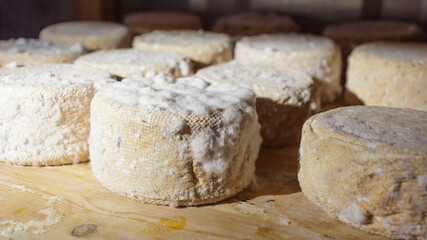 Wheels of cheese from goat milk on the shelf.