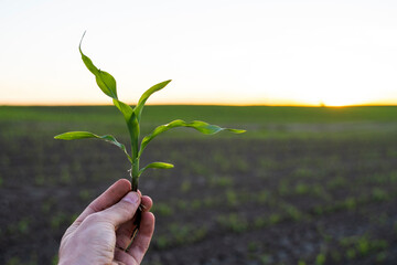 Close up of corn sprout in farmer's hand in front of field. Growing young green corn seedling sprouts in cultivated agricultural farm field under the sunset.