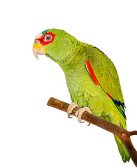 Parrot. Mexican Red Headed Amazon isolated on white