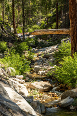 Creek Bed Full of Fallen Trees and Bushes