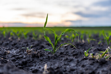 Sprouted green young corn on organic soil in a sunset. Plants cultivation. Agriculture.