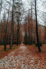 autumn in the forest