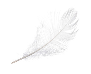 feather isolated on white background