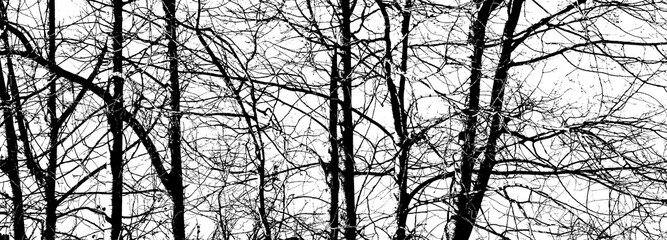 Baum mit Ästen, Silhuette in Schwarz vor weißen Hintergrund, Baum im Winter