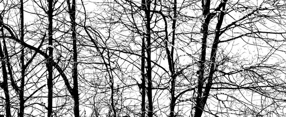 Kahler Baum mit Ästen im Winter, Silhuette in Schwarz vor weißen Hintergrund	