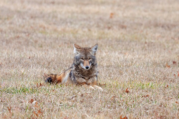 A Coyote Laying in a Prairie