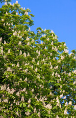 Fototapeta premium Chestnut tree branches with white blossoms