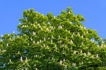 Fototapeta premium Chestnut tree branches with white blossoms