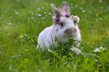  white bunny rabbit with brown spots in wreath of wild flowers sits on spring meadow and eats green grass. Closeup photo outdoors.