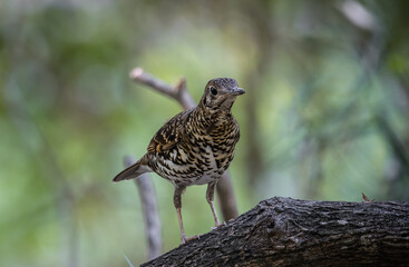 White's Thrush (Zoothera aurea) in the forest animal portrait.