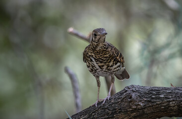 White's Thrush (Zoothera aurea) in the forest animal portrait.