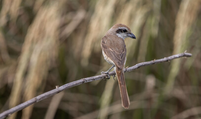 Brown shrike on a branch animal portrait.