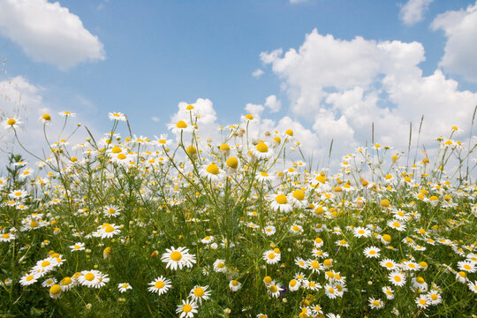 field of camomiles
