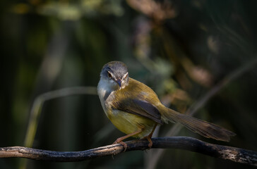Yellow-bellied Prinia close up shot Animal portrait.