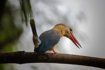 Stork-billed Kingfisher on the branch tree.