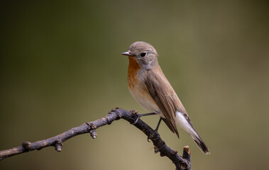 Red-breasted Flycatcher on the branch tree animalportrait.