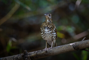 White's Thrush (Zoothera aurea) in the forest animal portrait.