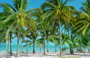 Palm trees hiding blue ocean reefs