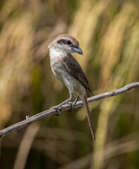 Brown shrike on a branch animal portrait.