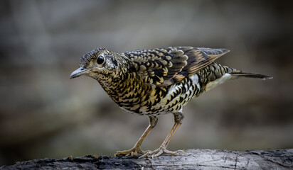 White's Thrush (Zoothera aurea) in the forest animal portrait.