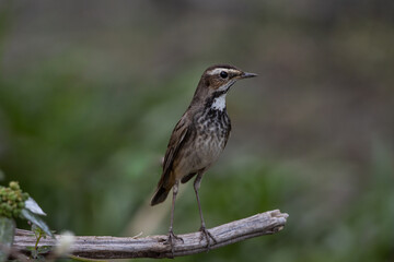 Bluethroat female on a branch close up shot.