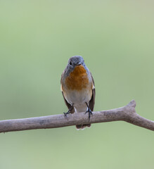 Red-breasted Flycatcher on the branch tree animalportrait.