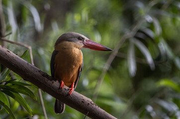 Stork-billed Kingfisher on the branch tree.