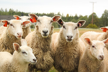 Fototapeta premium sheep and lambs