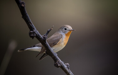Red-breasted Flycatcher on the branch tree animalportrait.