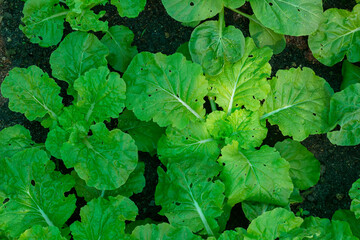 Top view of Chinese cabbage organic growing in the vegetable plot in the garden.