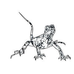 Obraz premium black and white sketch of iguana with transparent background